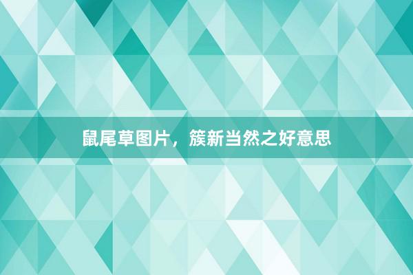 鼠尾草图片，簇新当然之好意思